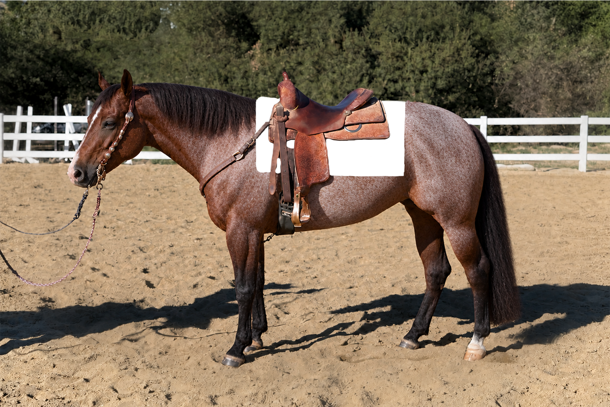 On Target Green & Royal show pad on the Bay Roan horse