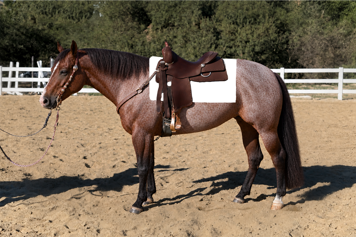 Impressive Muted Blue Cream show pad on the Bay Roan horse